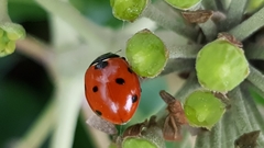 Coccinella septempunctata