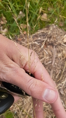 Sporobolus rigidus magnus