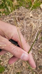 Sporobolus rigidus magnus