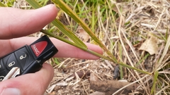 Sporobolus rigidus magnus