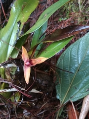 Maxillaria cucullata