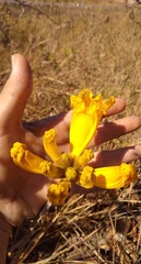 Handroanthus coronatus