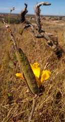 Handroanthus coronatus