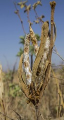 Handroanthus coronatus