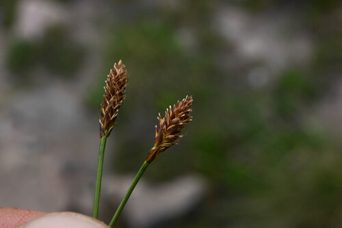 Anderson Sedge (Carex micropoda)