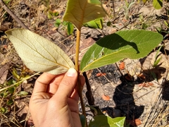 Handroanthus coronatus