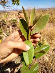 Handroanthus coronatus