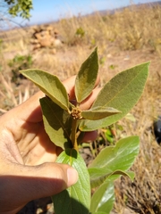 Handroanthus coronatus