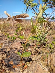 Handroanthus coronatus