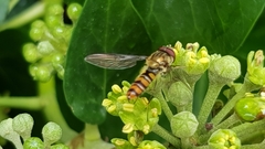 Episyrphus balteatus