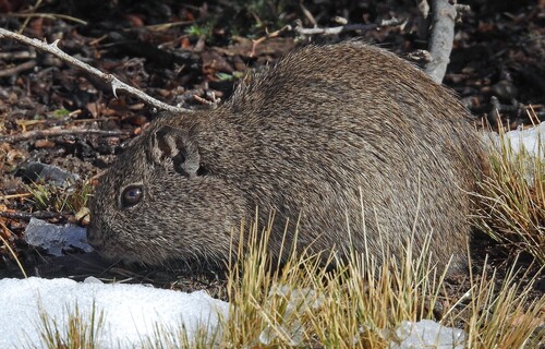Lowland Yellow-toothed Cavy