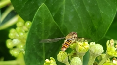 Episyrphus balteatus