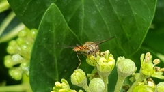 Episyrphus balteatus