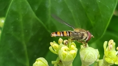 Episyrphus balteatus