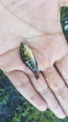 Parachromis