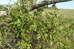 Muehlenbeckia sagittifolia