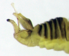 Blastopsylla occidentalis