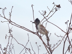 Thamnophilus bernardi