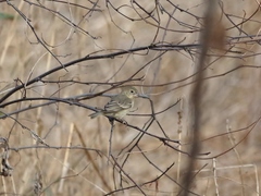 Sporophila peruviana