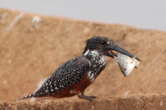 Megaceryle maxima maxima