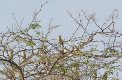 Sicalis taczanowskii