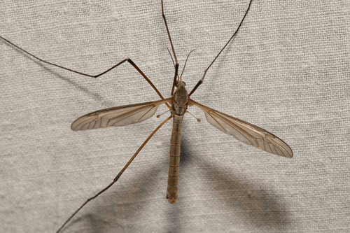 European crane fly