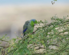 Forpus coelestis