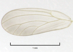 Blastopsylla occidentalis