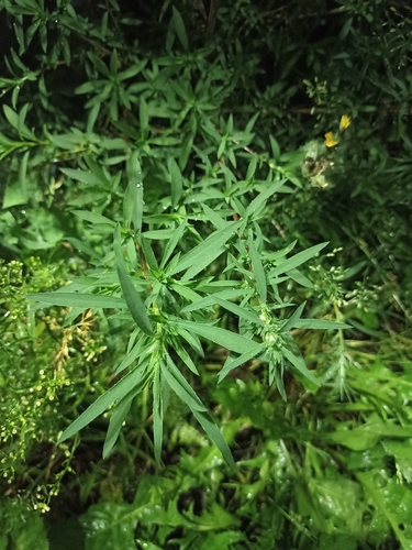 Наблюдение на iNaturalist