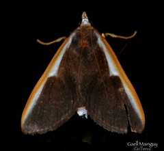 Pylartes subcostalis