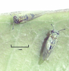 Blastopsylla occidentalis