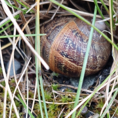 Cornu aspersum
