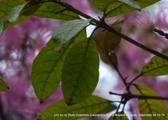 Chionanthus pubescens