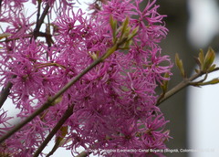Chionanthus pubescens