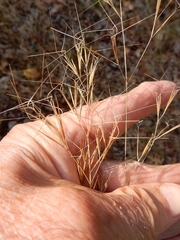 Aristida desmantha
