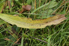 Spilopodia nervisequa