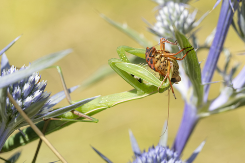 Semipunctated Shield Bug, Gračac, Croatia, photo 10 of 10