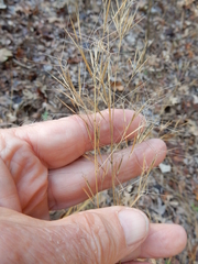 Aristida desmantha