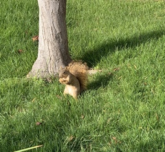 Sciurus niger