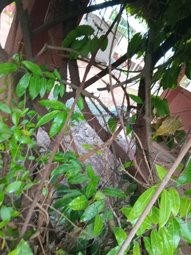 Saba senegalensis