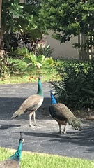 Pavo cristatus × muticus