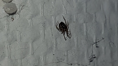 Steatoda triangulosa