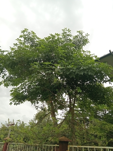 African baobab