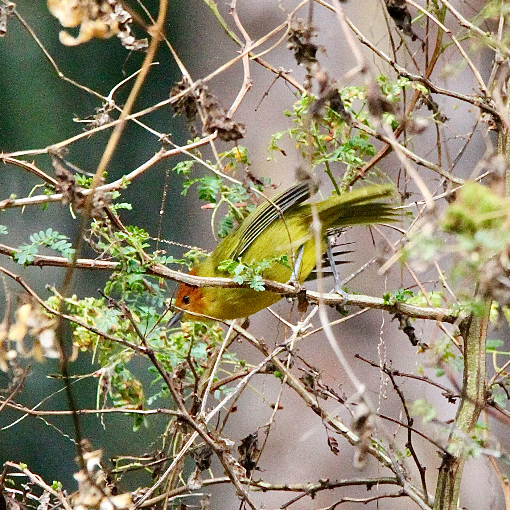 Rust-and-yellow Tanager (Thlypopsis ruficeps), photo 6