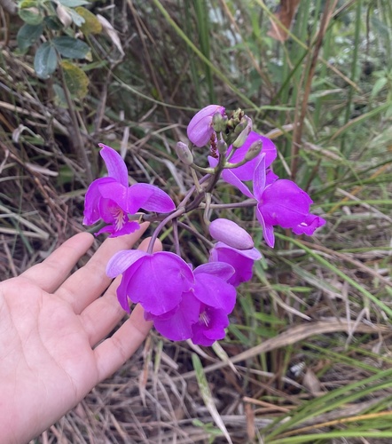 Bletia catenulata, photograph 4