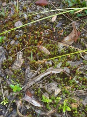 Thuidium peruvianum