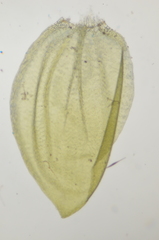 Hygrohypnum bestii
