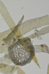 Hygrohypnum bestii