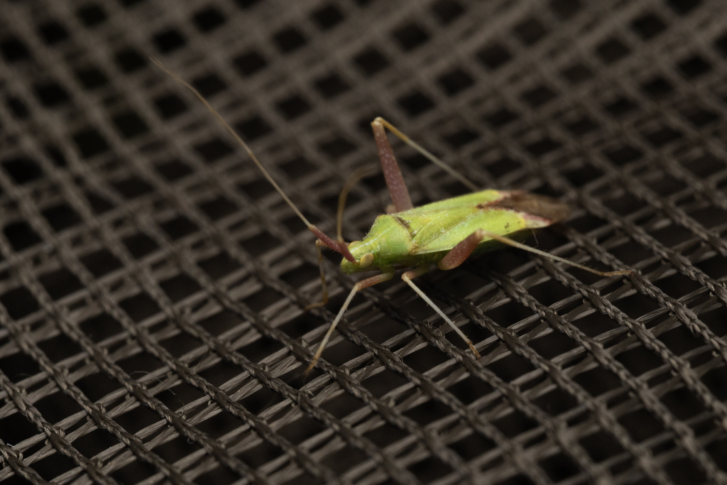 Phytocoris citrinus
