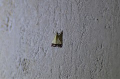 Autocharis
